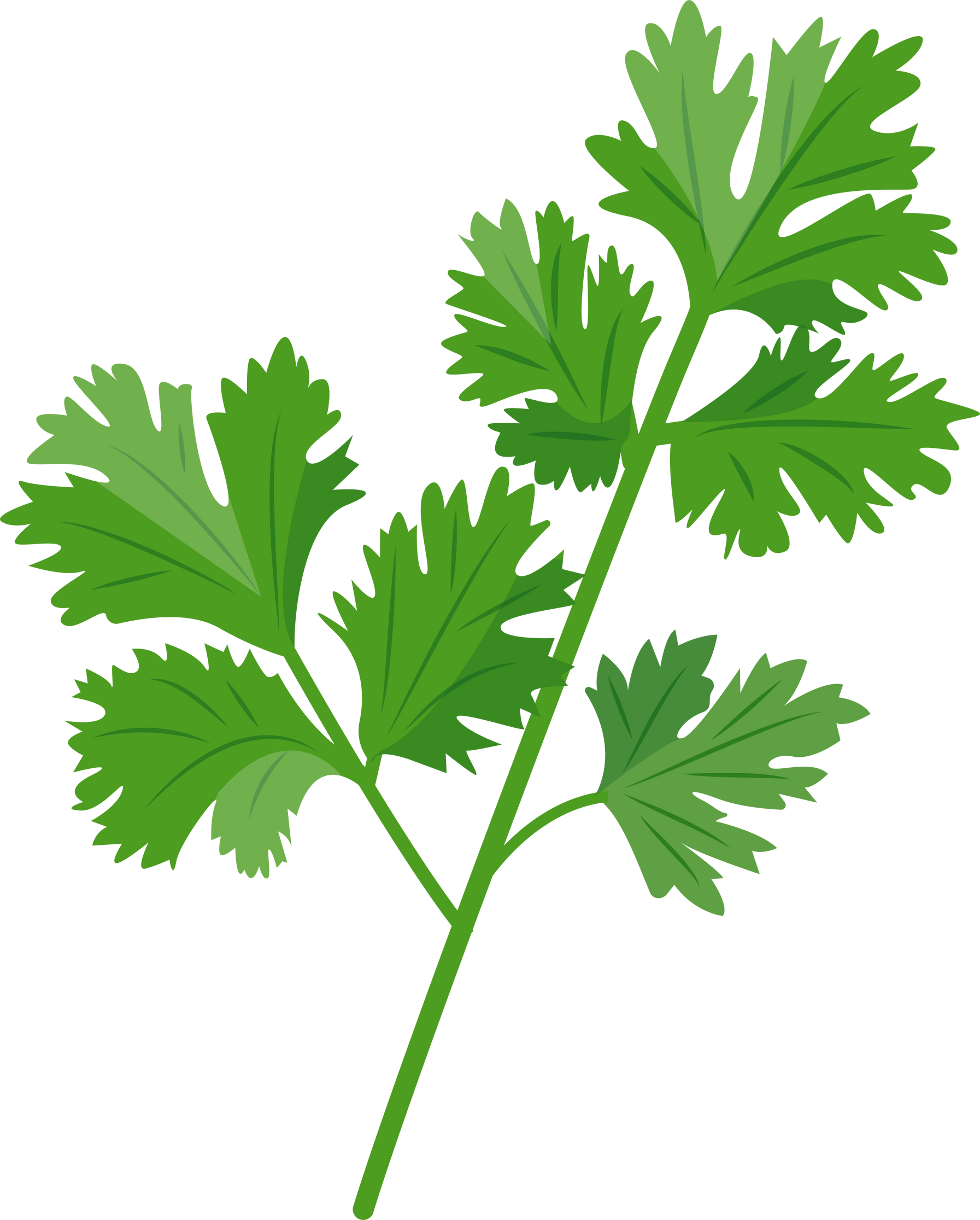 Fresh green Coriander leaves isolated on white background. Coriander herb.